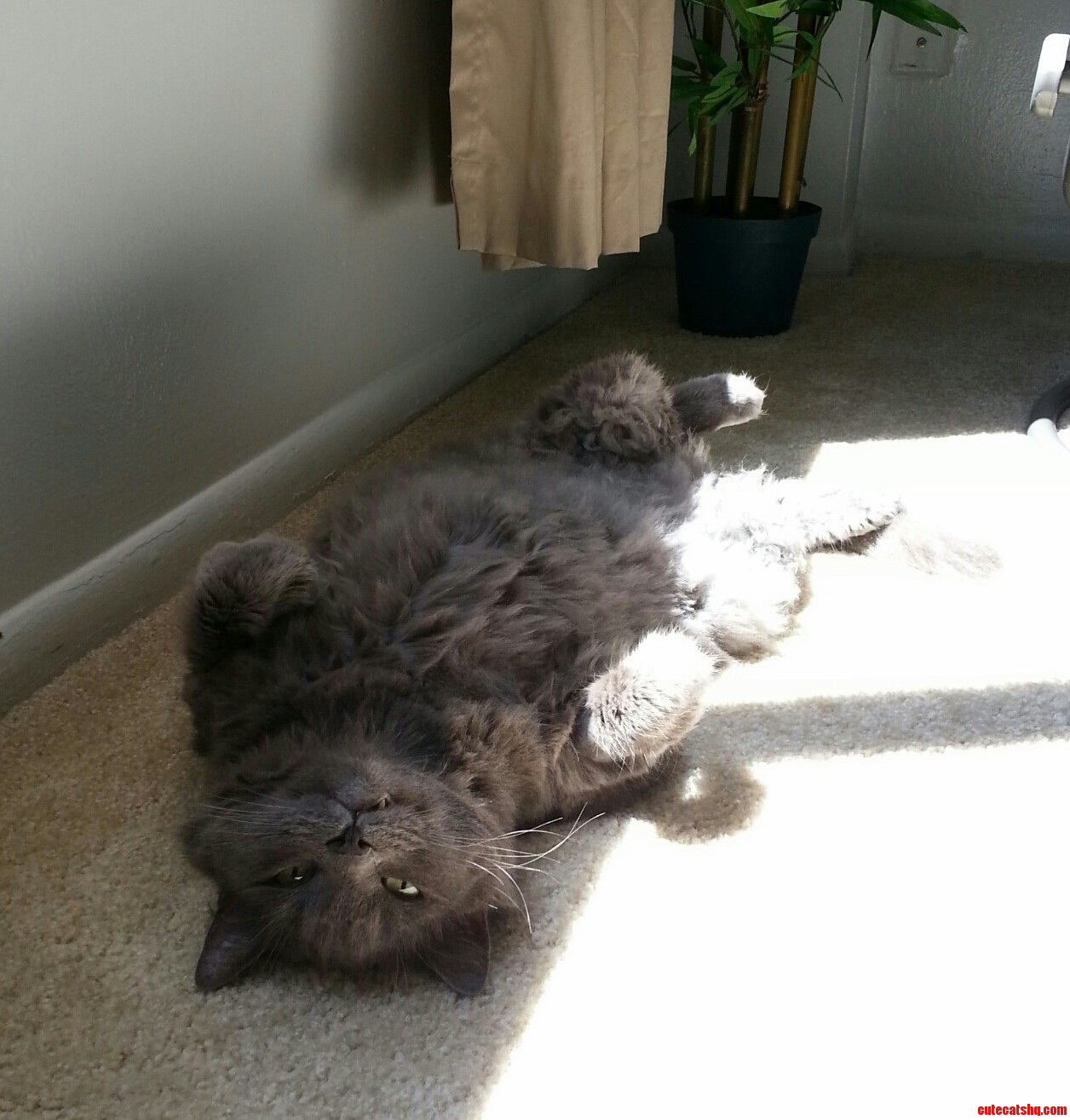 Laziness