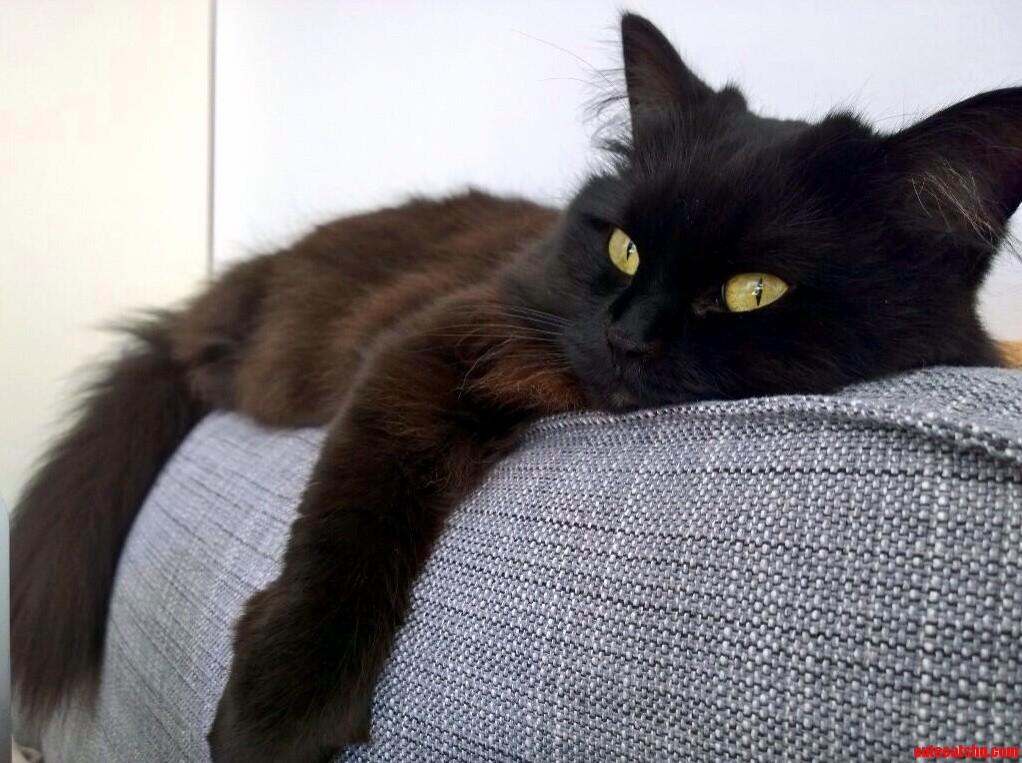 Lazy Caturday