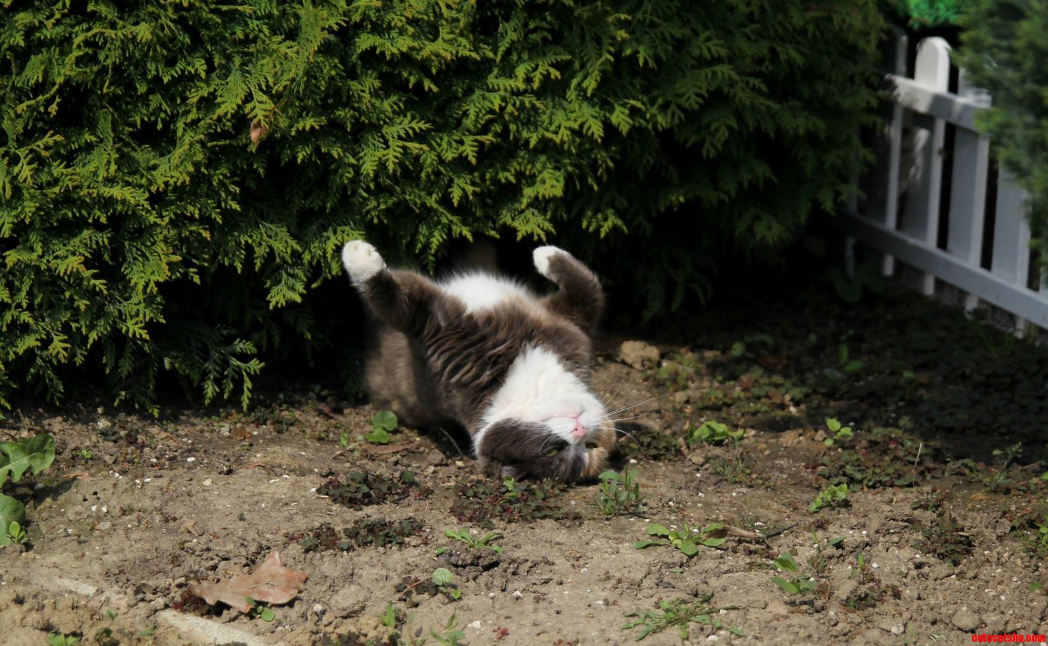 Lazy Sunbathing