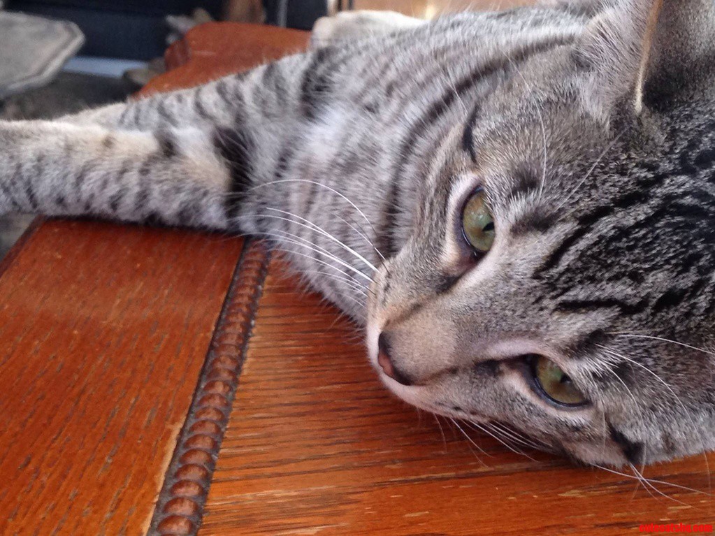 Lazy Sunday Afternoon with Gus