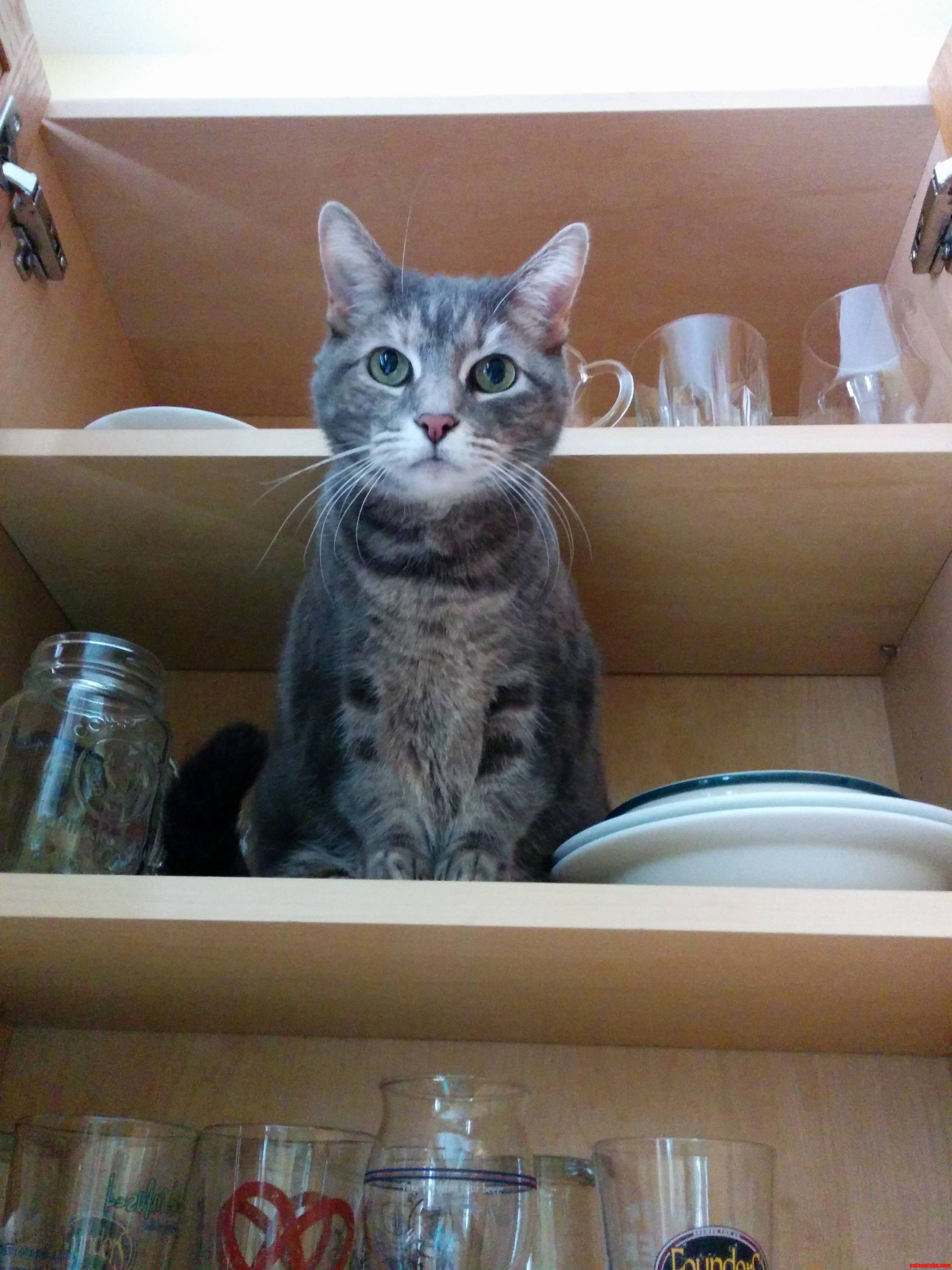 Lemmywinks Is Helping Me Make Breakfast on This Snowy Day.