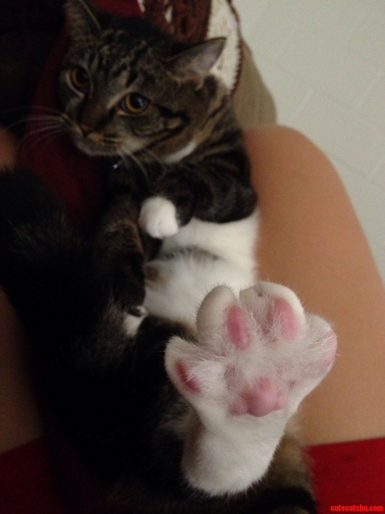 Lemon Likes to Stretch Her Feet Like This When We Cuddle Her.