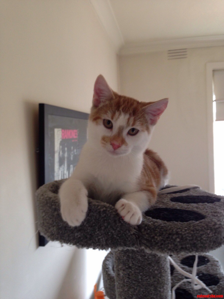 Lenin Is King of All He Surveys