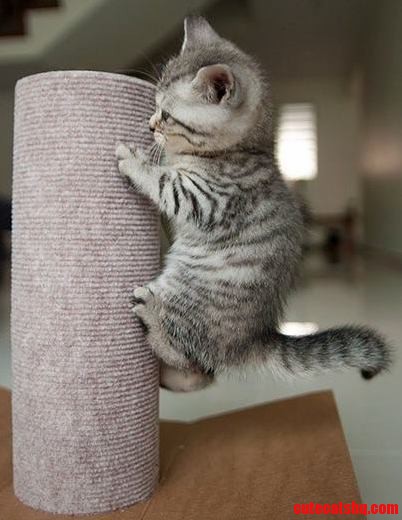Let Me Go to the Top.