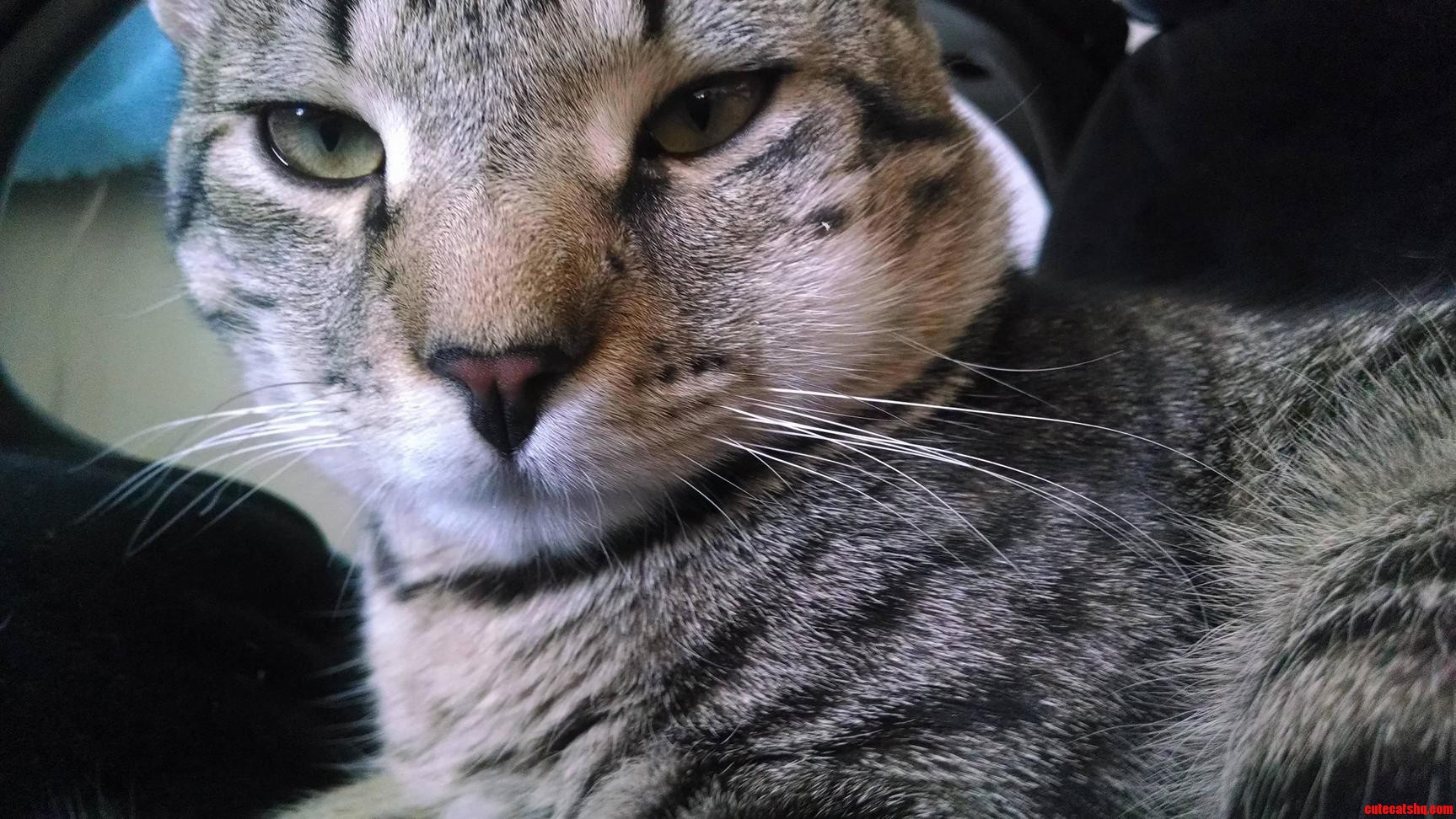 Link Got Stung by a Bee Too.