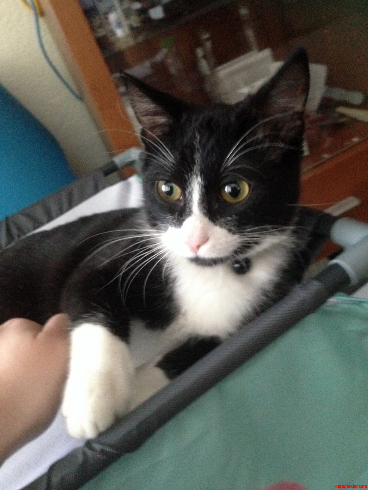 Little Ender Loves His New Seat