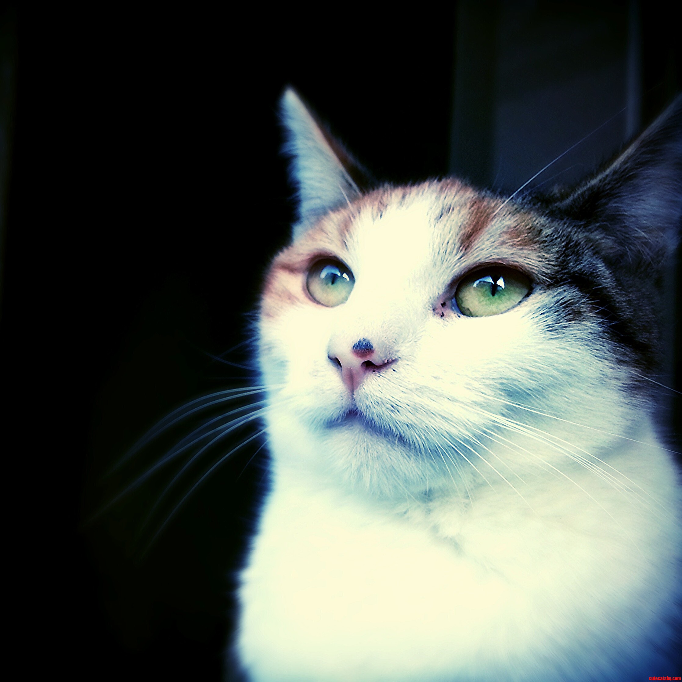 Little Patch Staring Out the Window