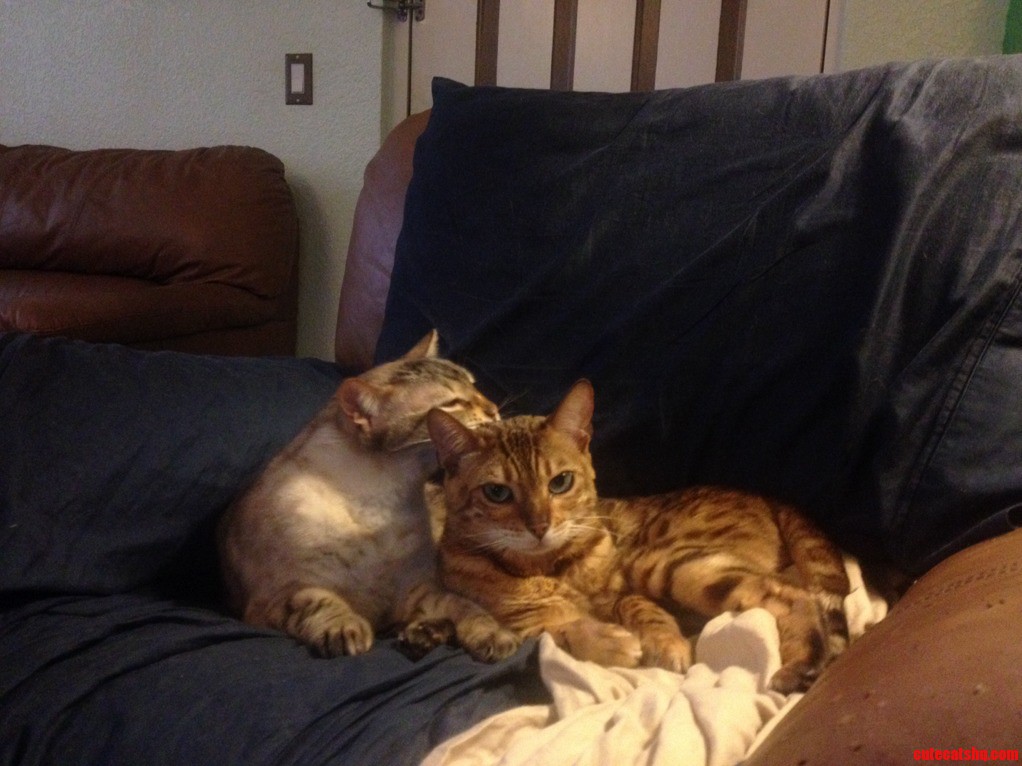 Loki Doesnt Appreciate When Smudge Gives Him a Bath.