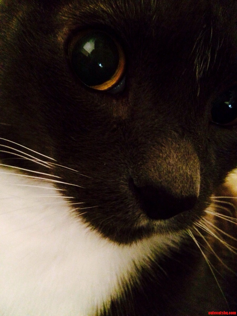 Lollipop. the Sweetest Cat Ever.