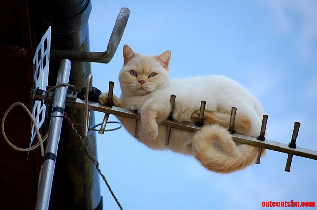 London Cat