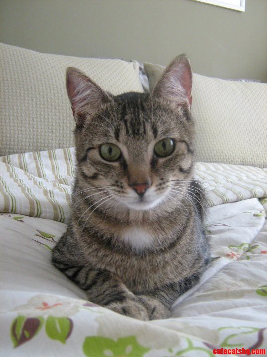 Look at My Cat. Cuteness Awaits D