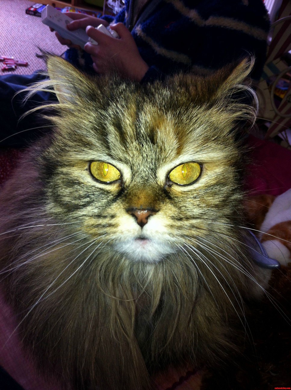 Look Into My Eyes... Now Give Me Food