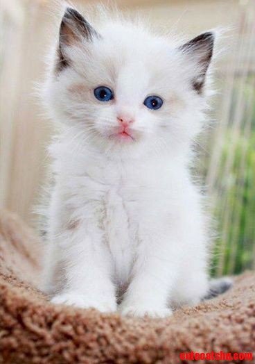 Look Into My Eyes....you Will Get Me Tuna and Fancy Feast