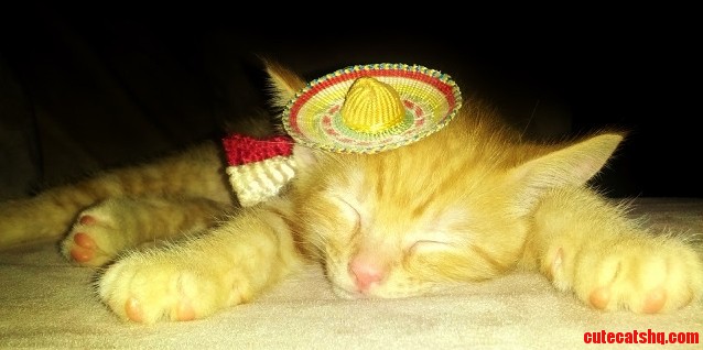 Louie Kc Says One Tequila Two Tequila Three Tequila Snore