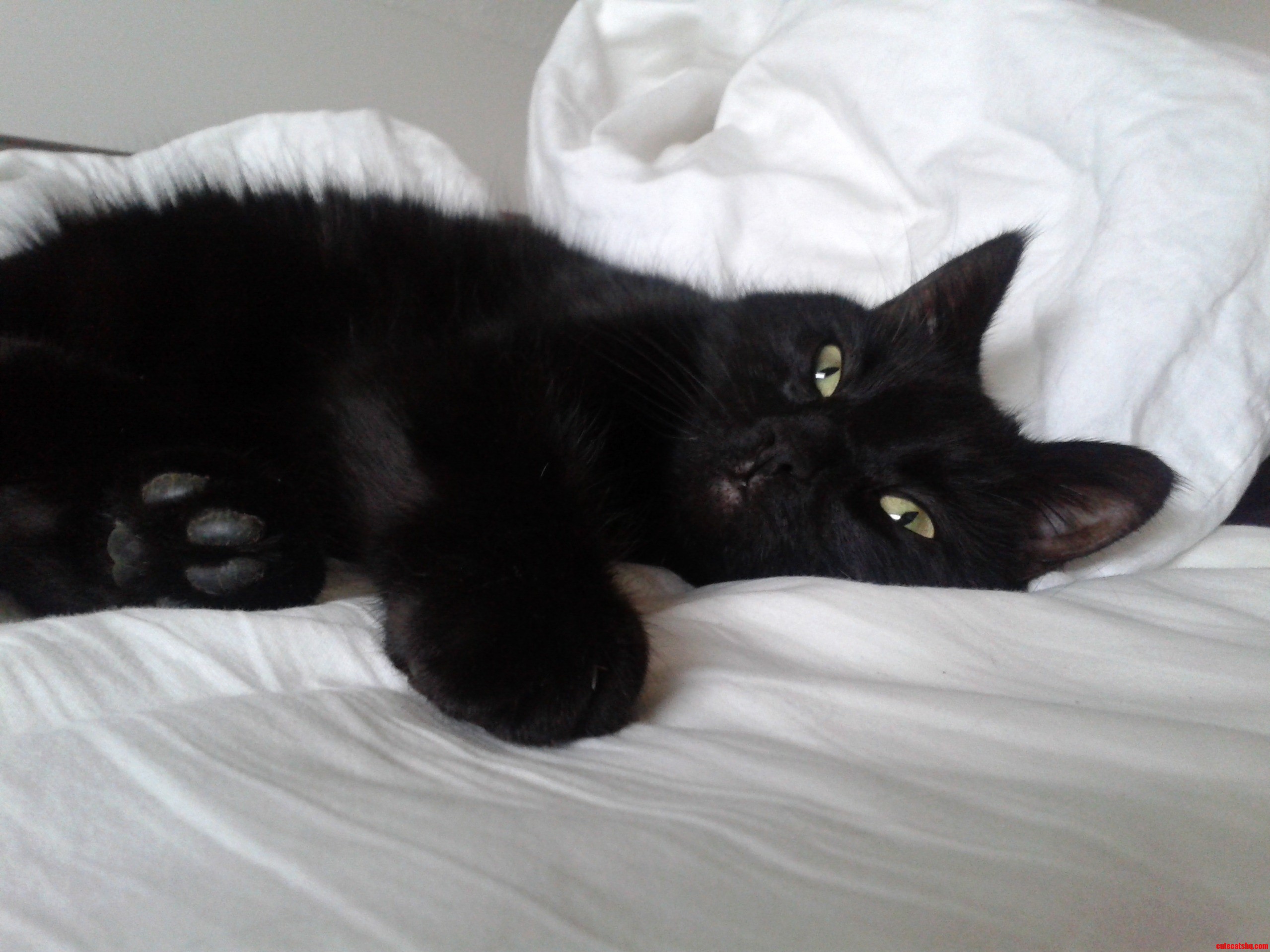 Lulu Barely Awake After a Hard Day of Chasing Mice. Paws