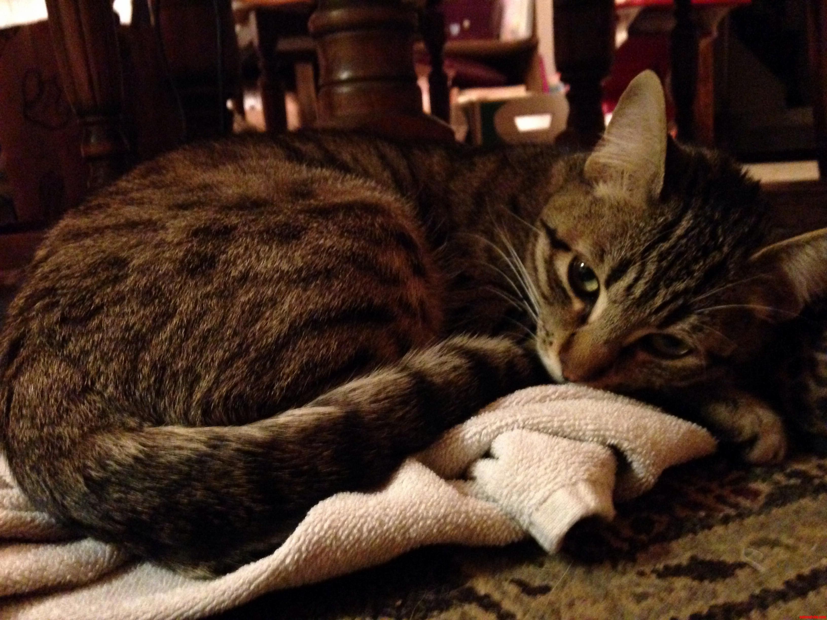 Luna Got Fixed Today. Shes Understandably Mopey.