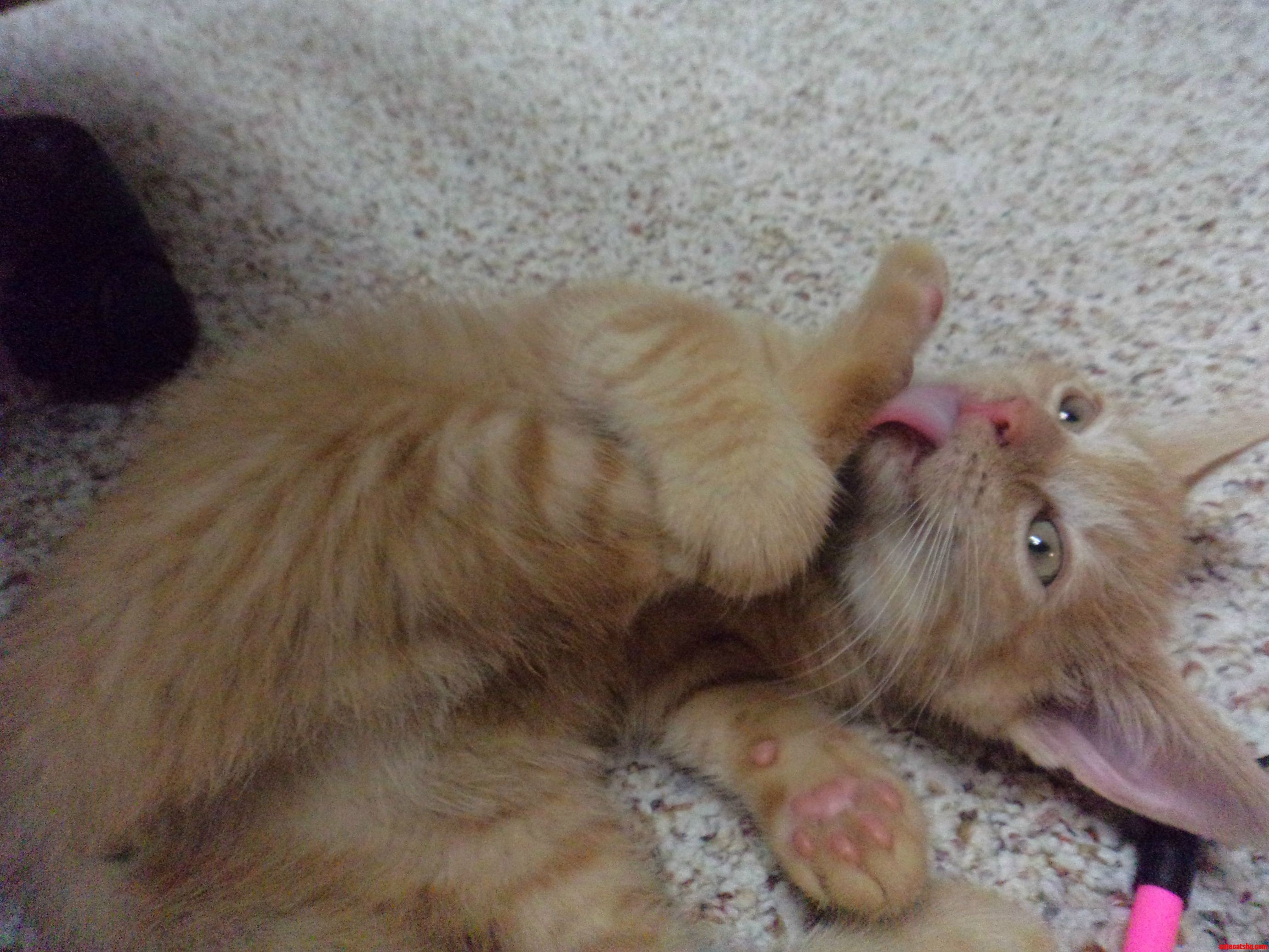 Luna Was Quite Loony As a Kitten...