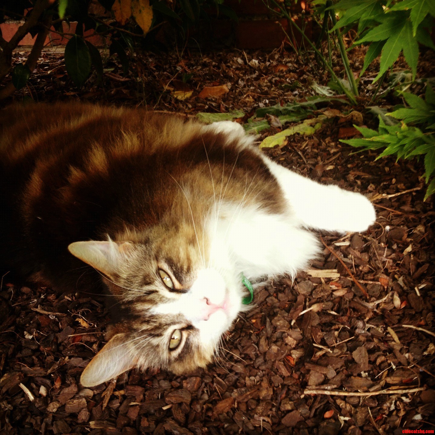 Lying in the Garden