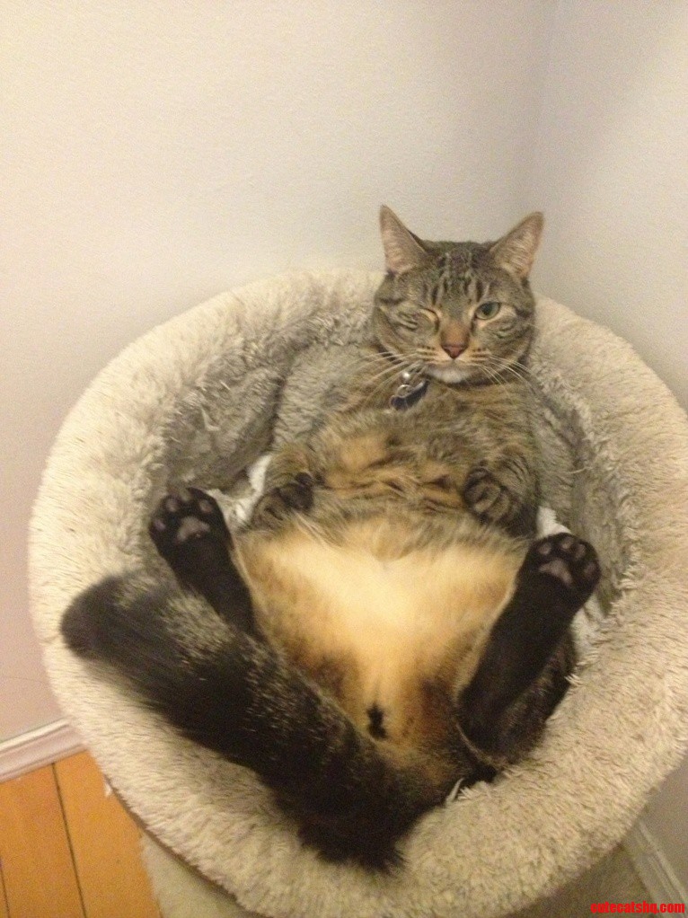 Lynx Being Seductive