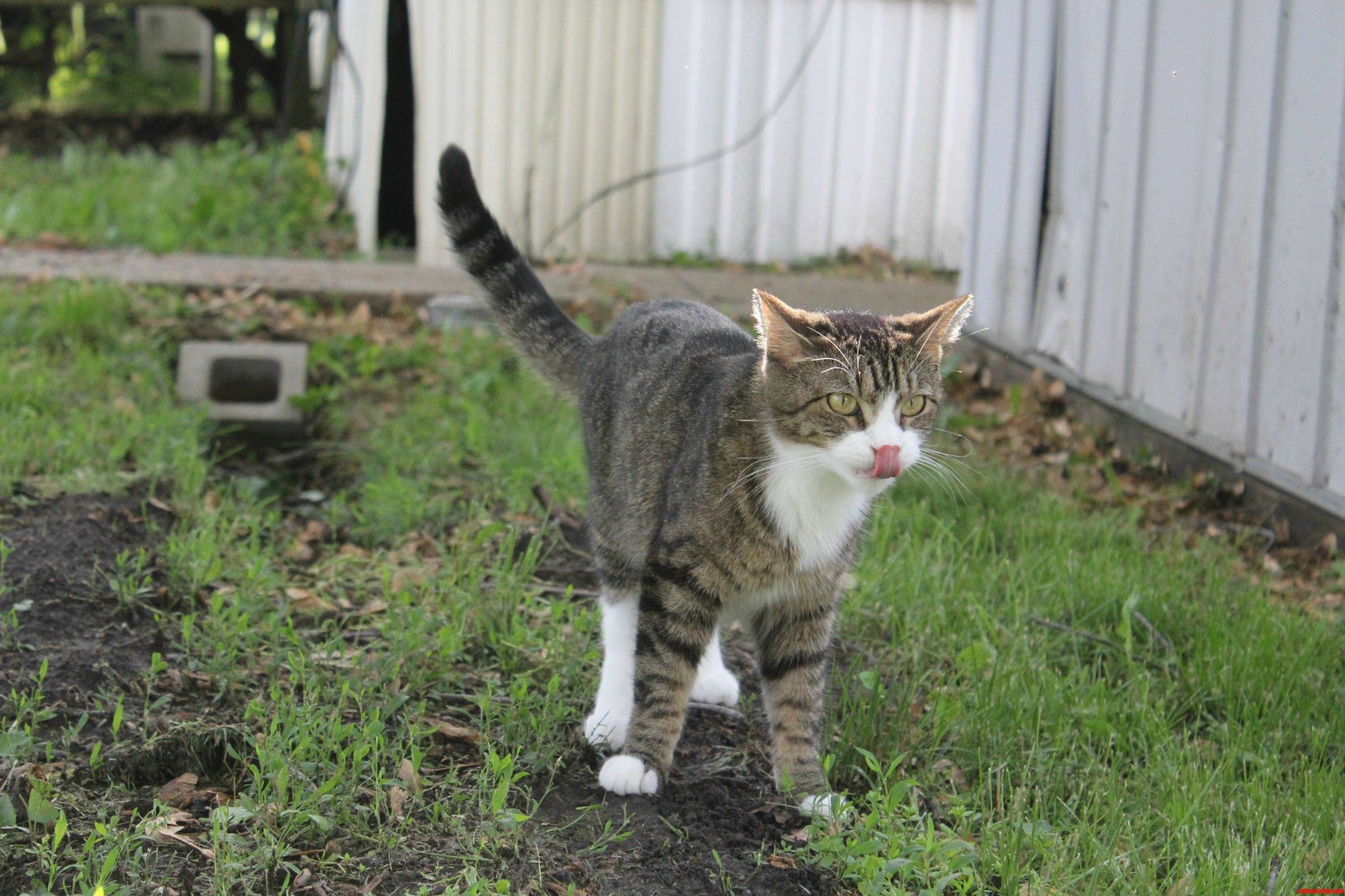 Macho Licking His Nose