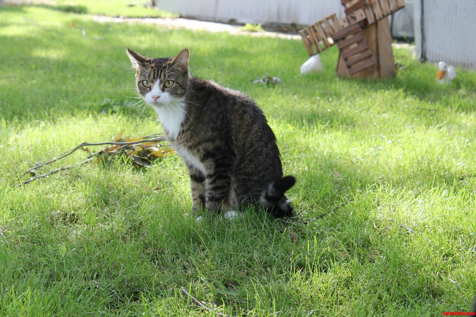 Macho Meow Kitty Savage Outside