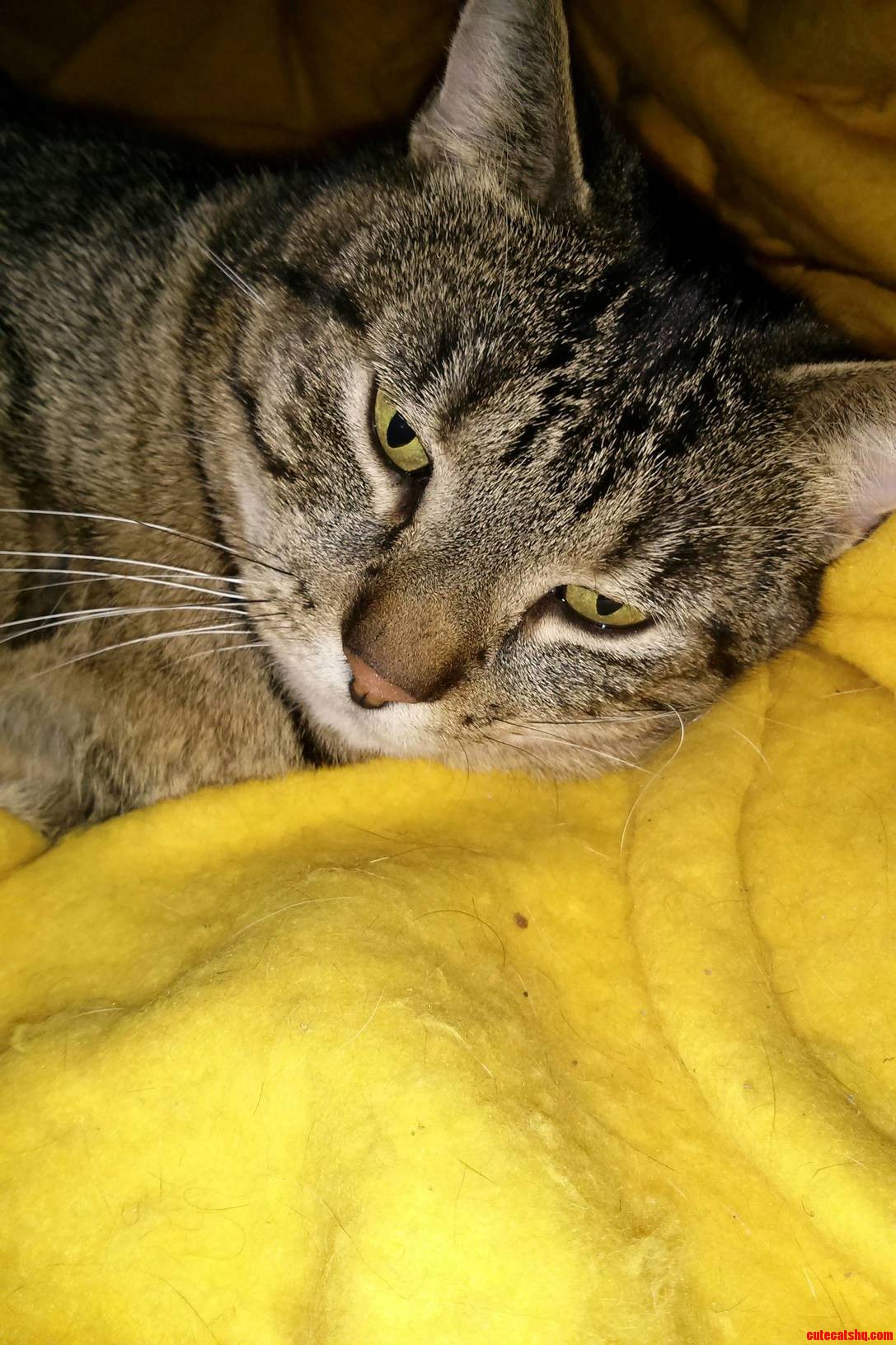 Magoo