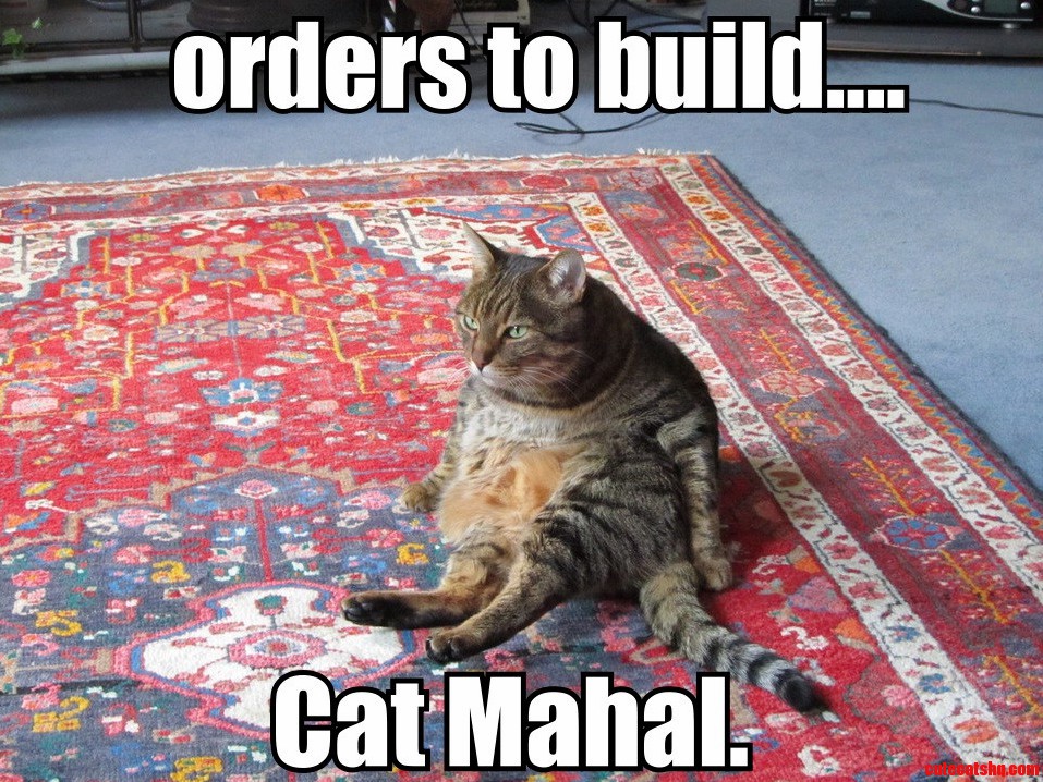 Maharaja Cat