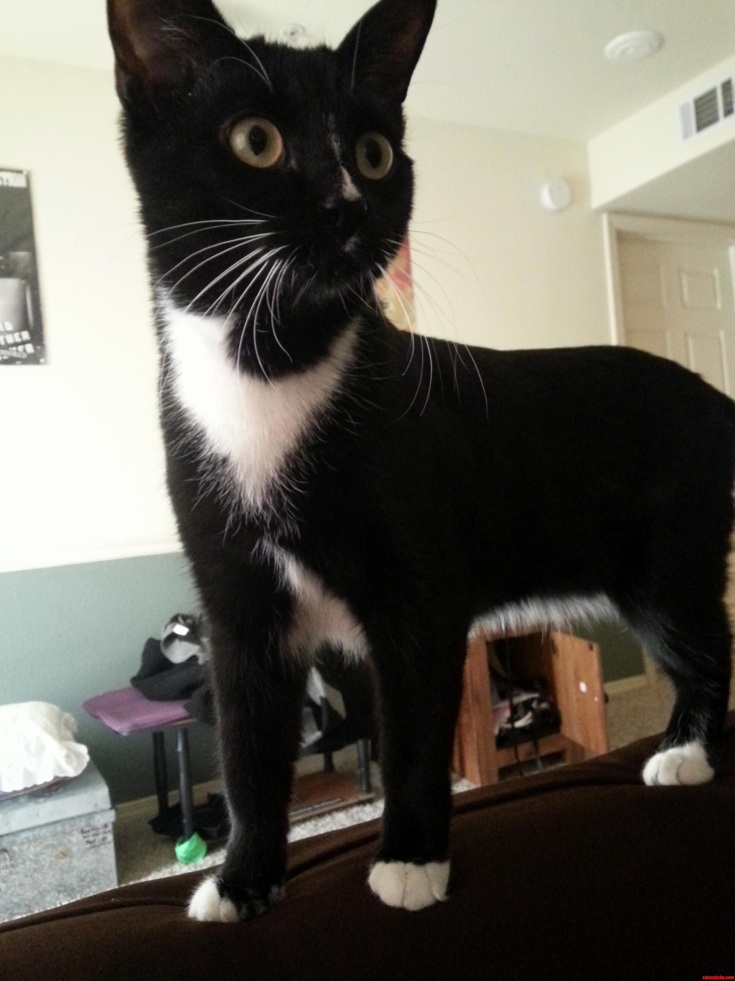 Majestic