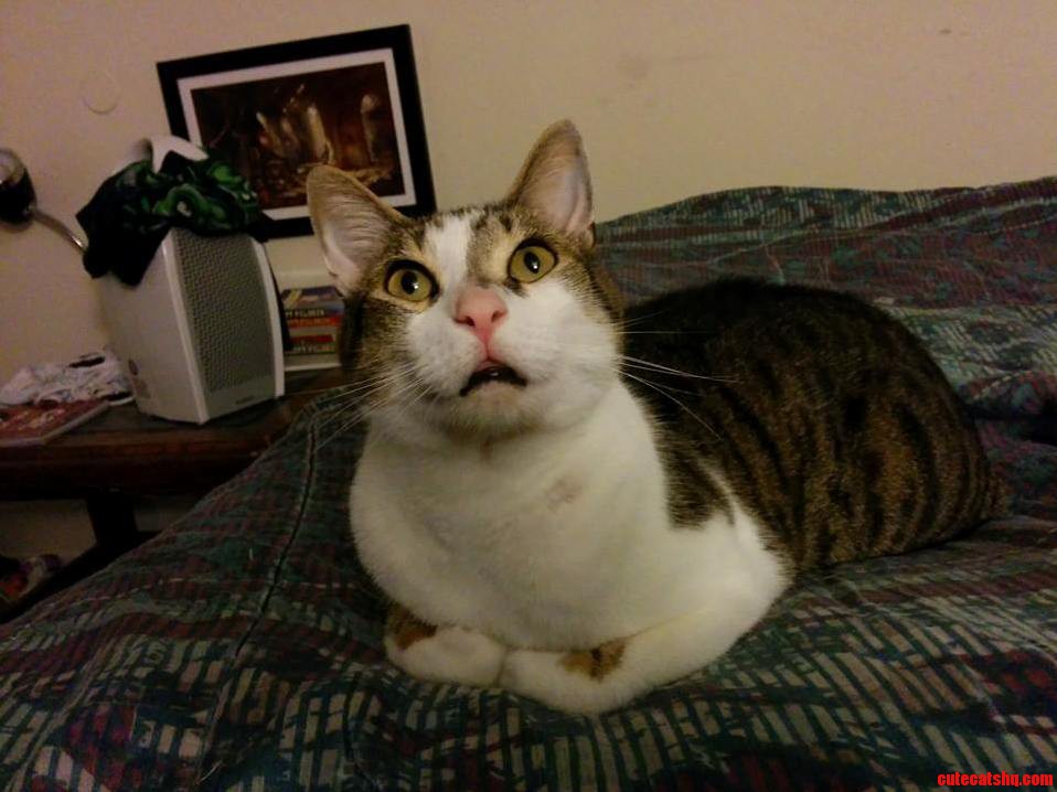 Making My Cat Look Up Is Pretty Funny to Me.