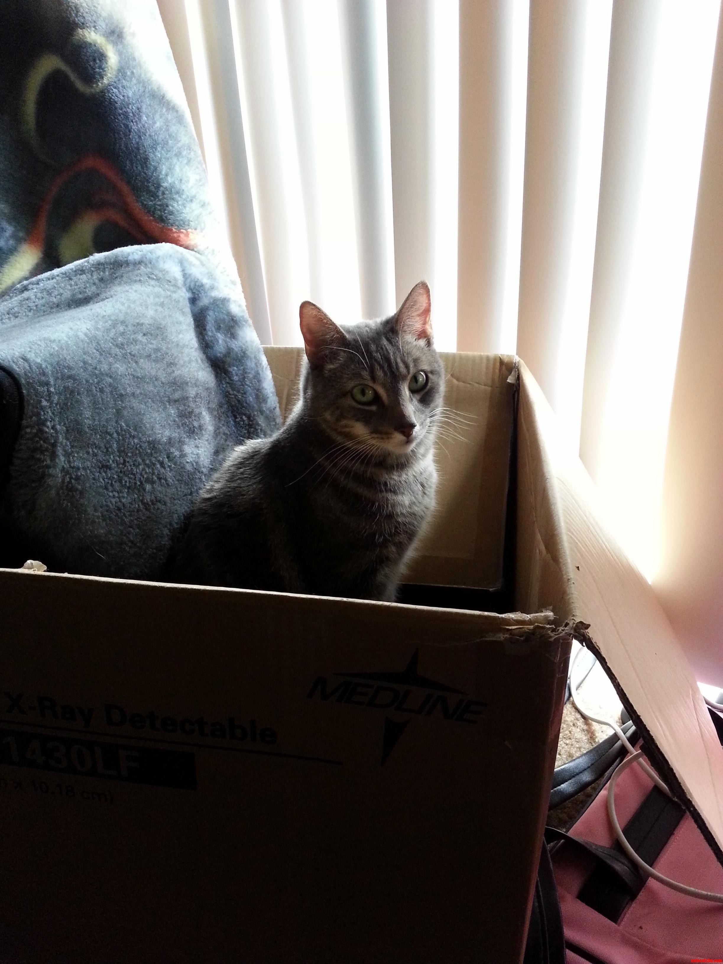 Max and His Box