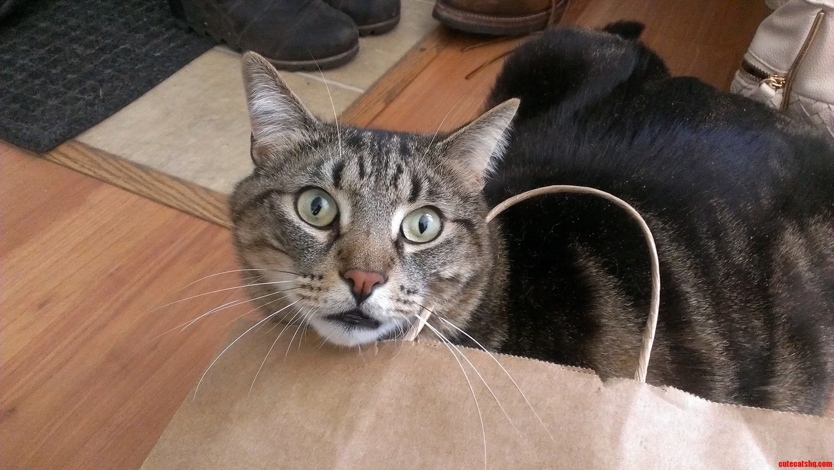 Max One of His Favorite Toys a Paper Bag.