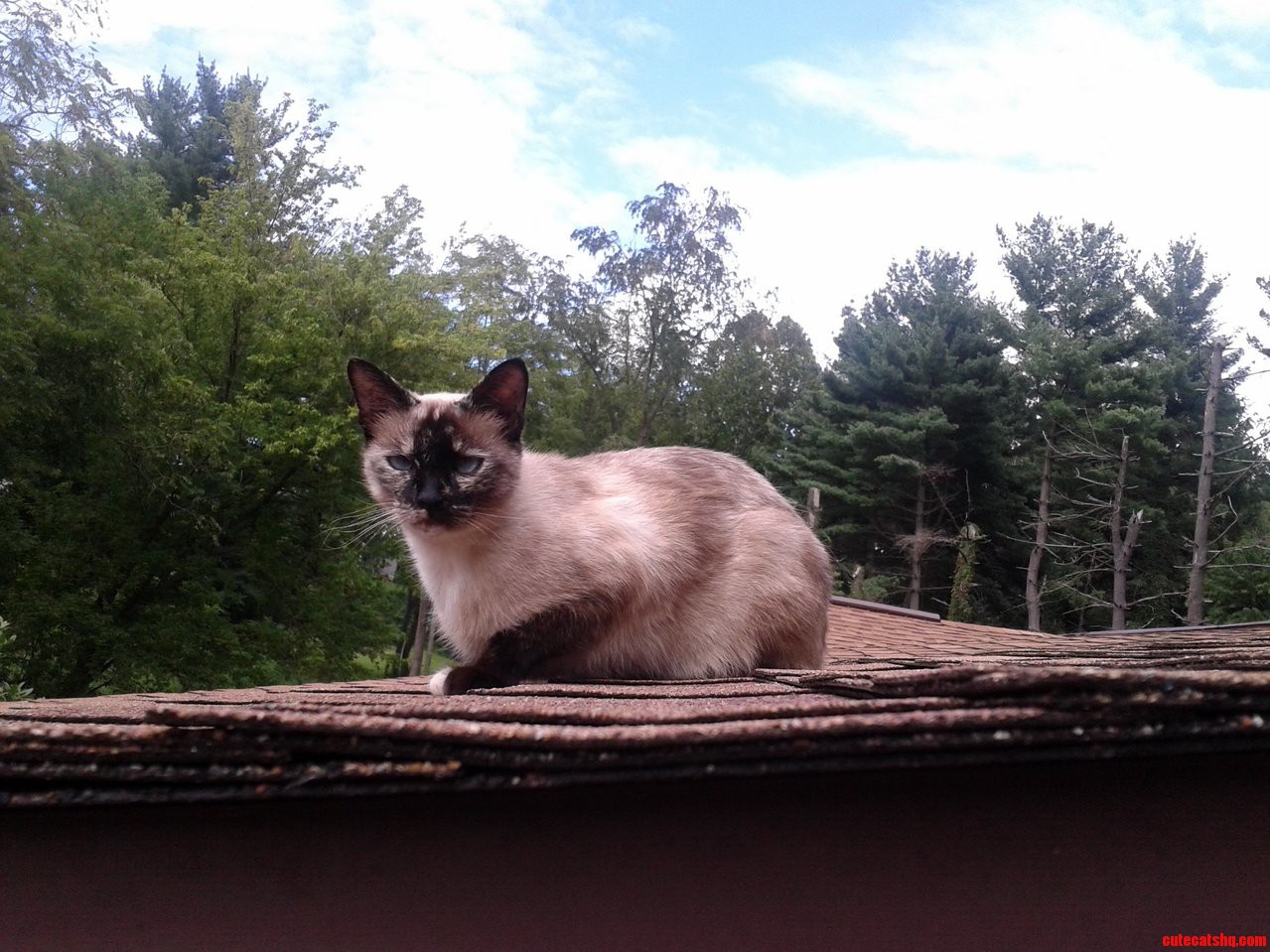May I Help You Im Kinda Busy Doing Cat Stuff on the Roof.