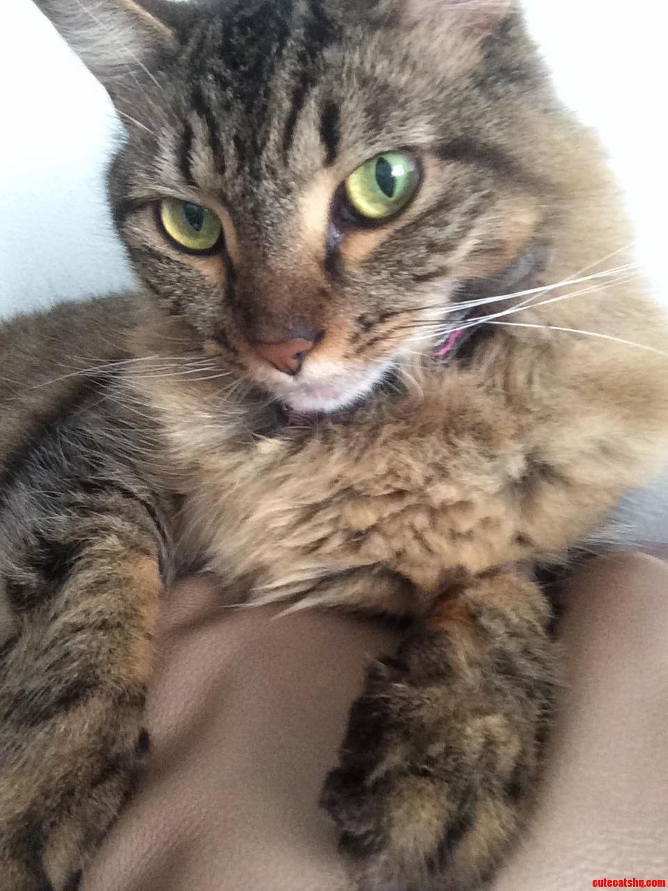 Maya the Maincoon