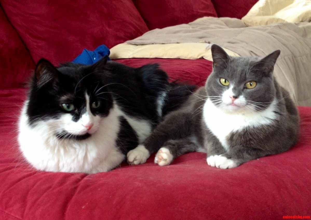 Meet Achilles and Lola. They Can Only Be Found Close to Each Other on Valentines Day