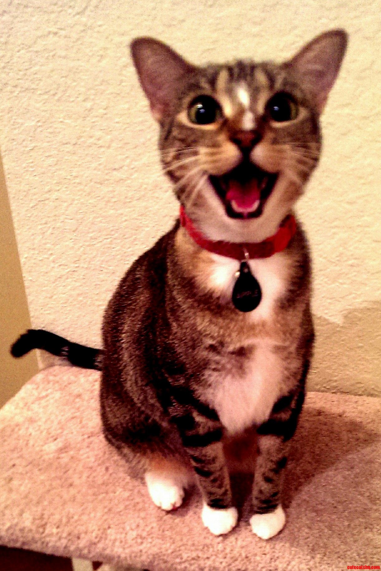 Meet Bapple - the Worlds Happiest Cat
