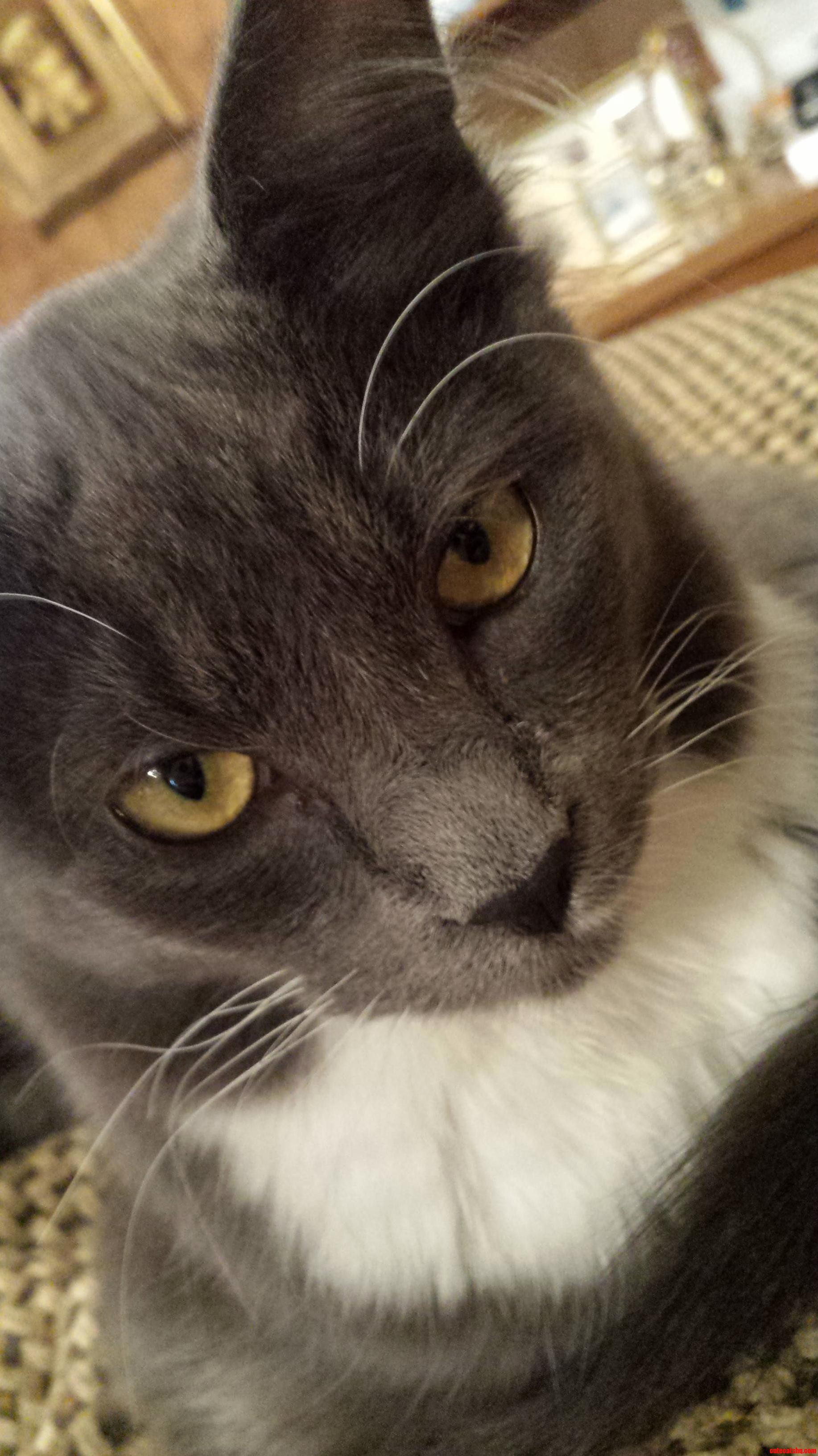 Meet Bella