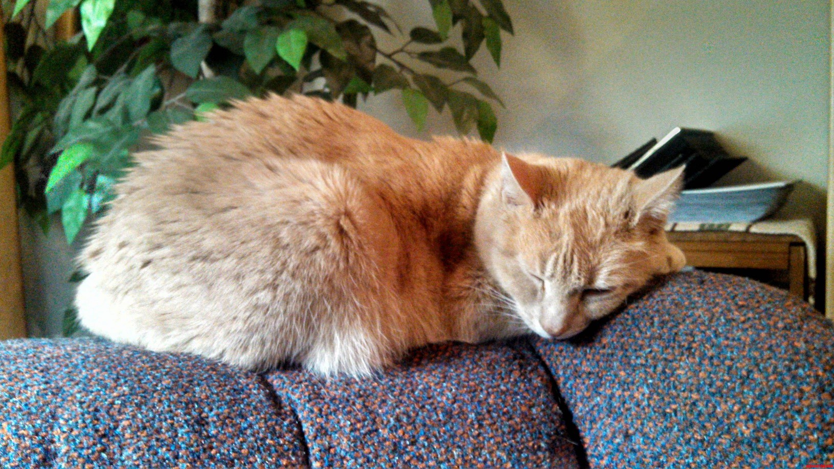 Meet Butterscotch. Hes Adorable When He Sleeps.