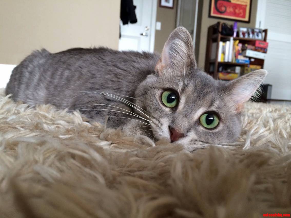 Meet Carbon. the Shag Carpet Hunting Master of Doom.