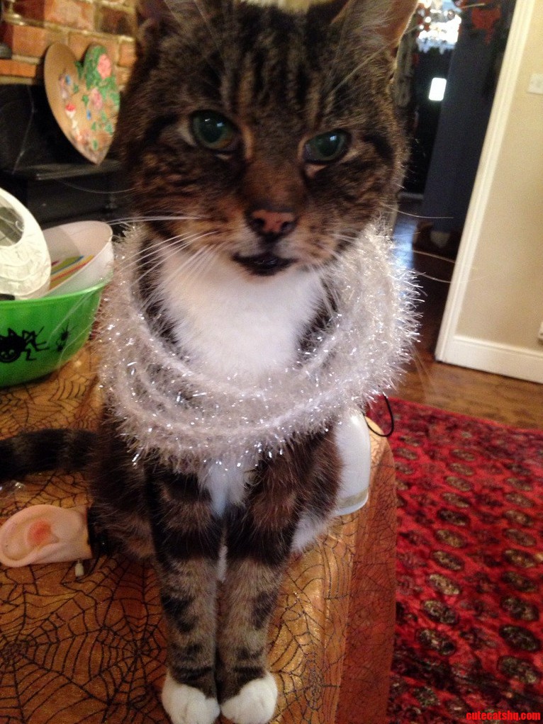 Meet Chester 21 and Fabulous at Halloween