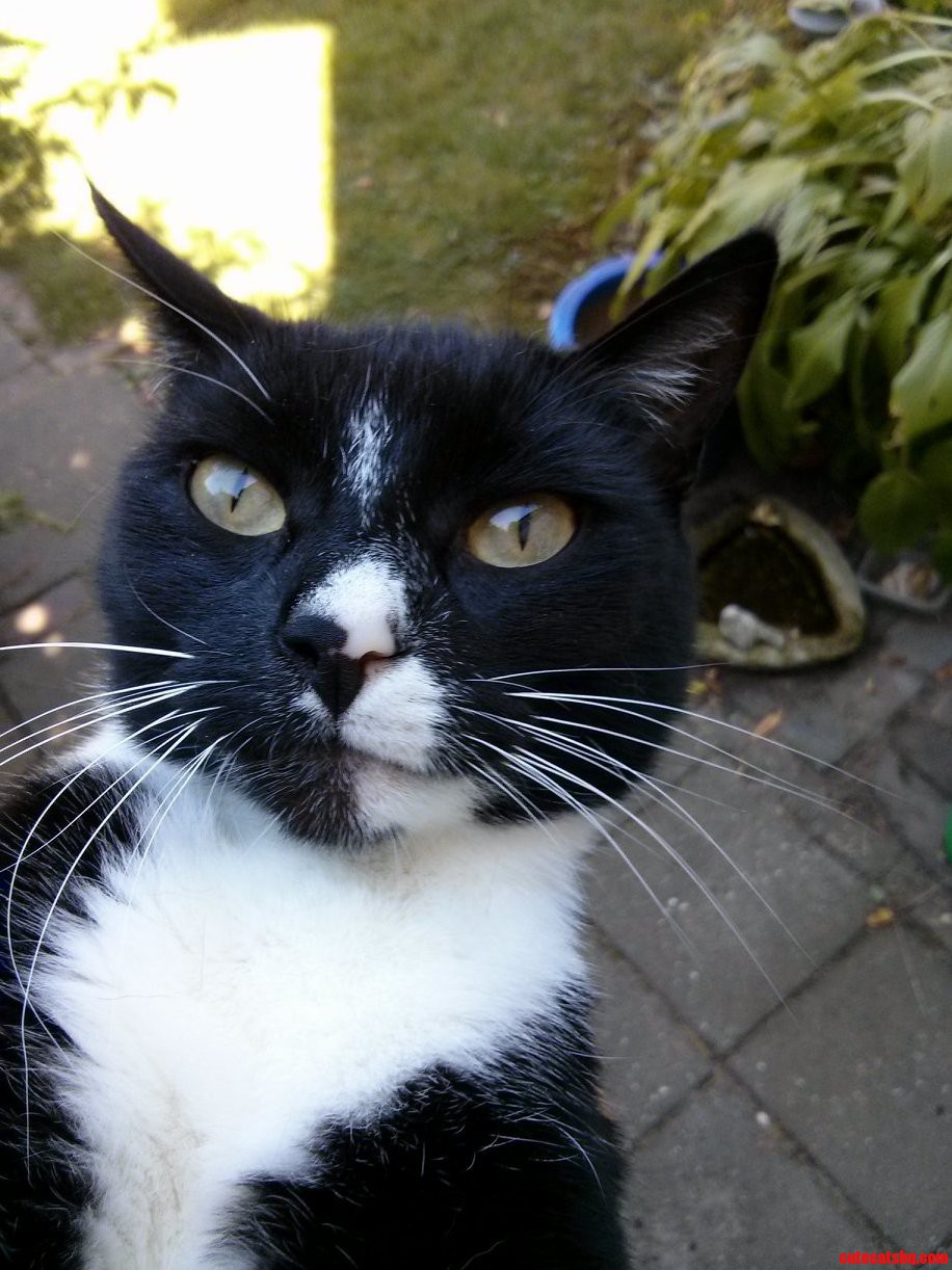 Meet Cleo. My Mouse Bird and Vegetable Hunting Cat.