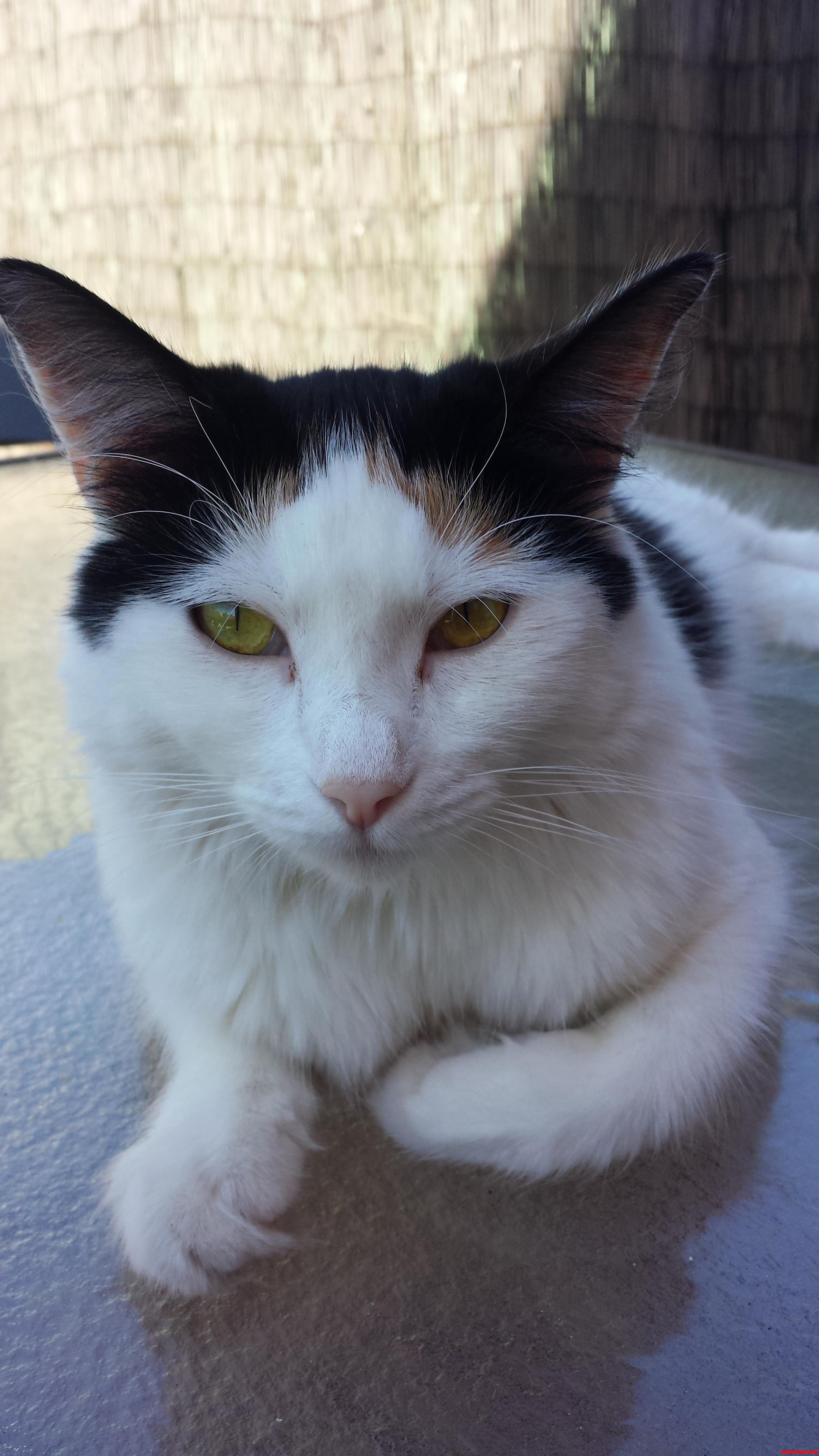 Meet Dresden