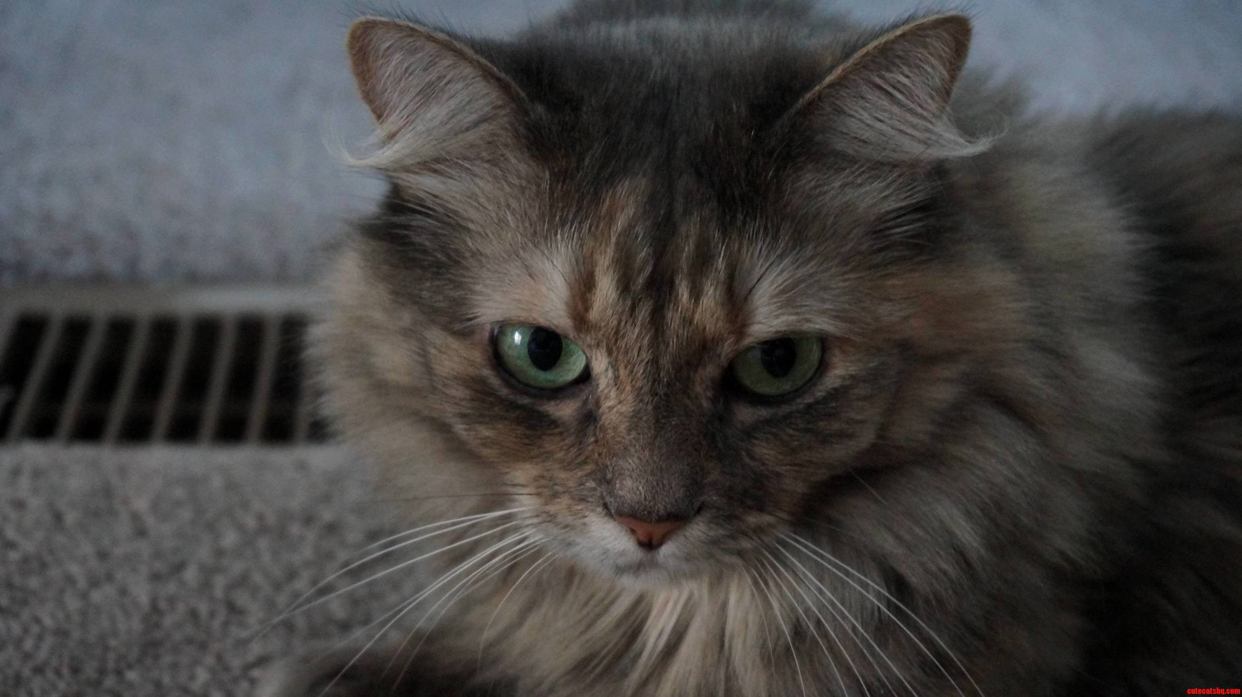 Meet Fluffy.
