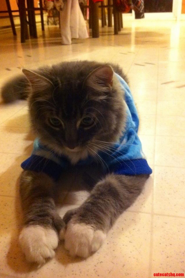 Meet Gizmo