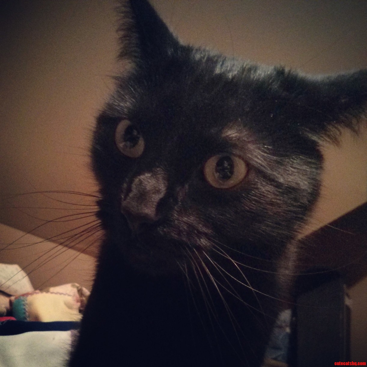 Meet Herbert