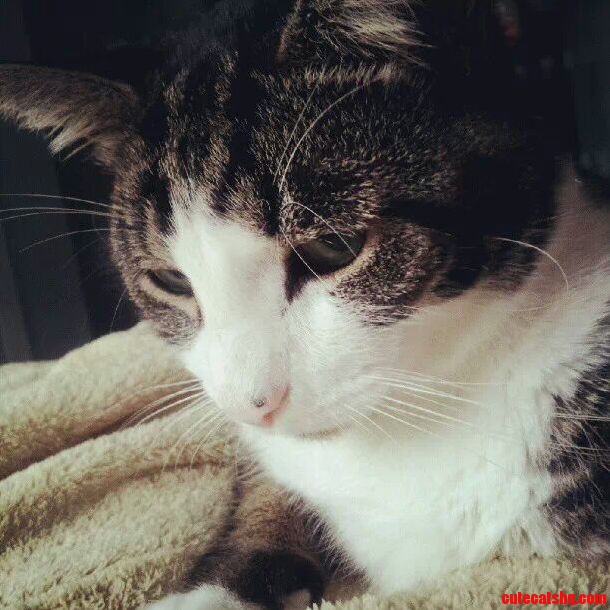 Meet Jay Catsby My Best Friend