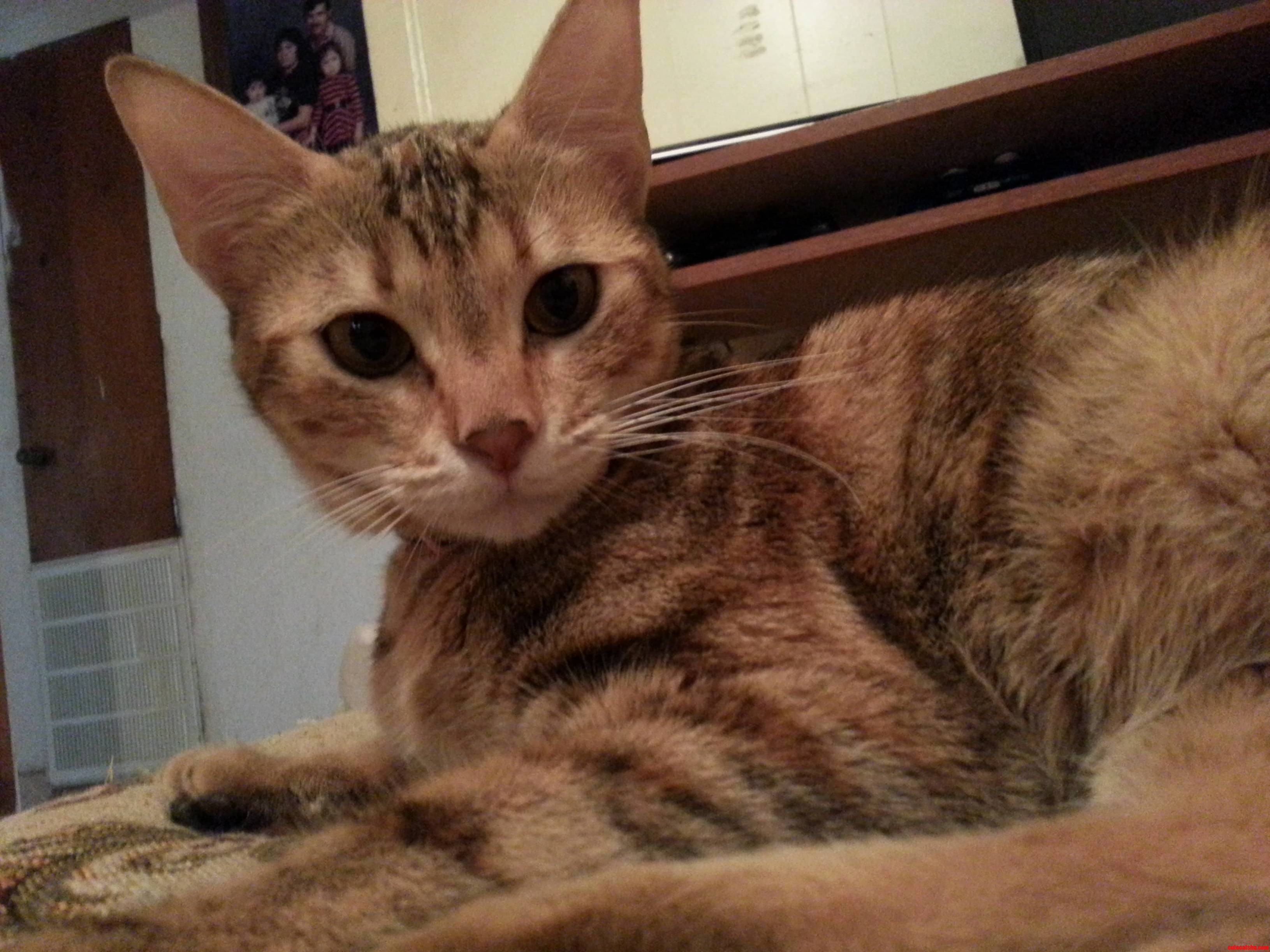 Meet Lilith a Feisty Lovable Queen of a Cat.