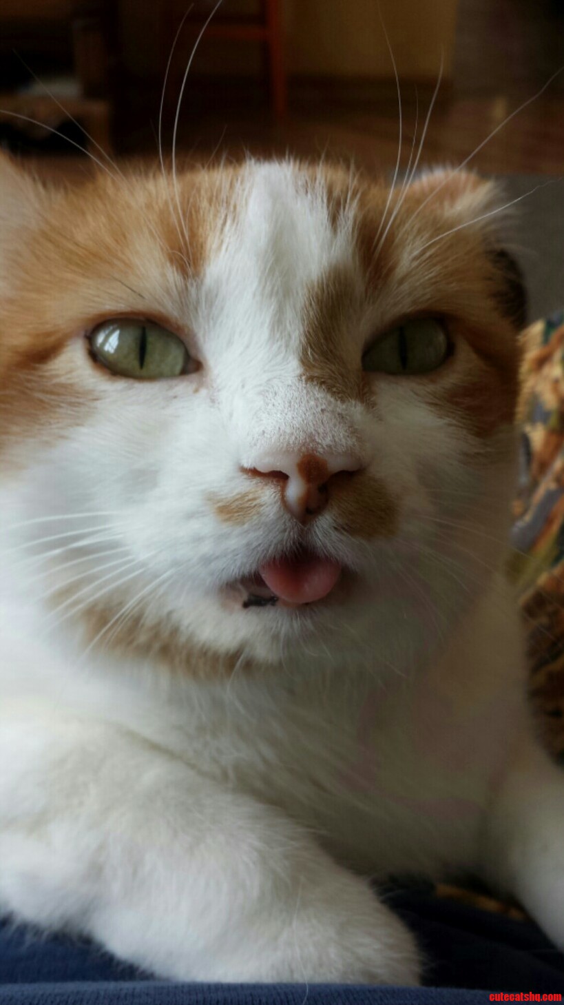 Meet Lucky One of My Three. She Is the Special One.