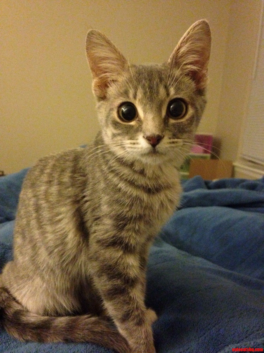 Meet Martini.