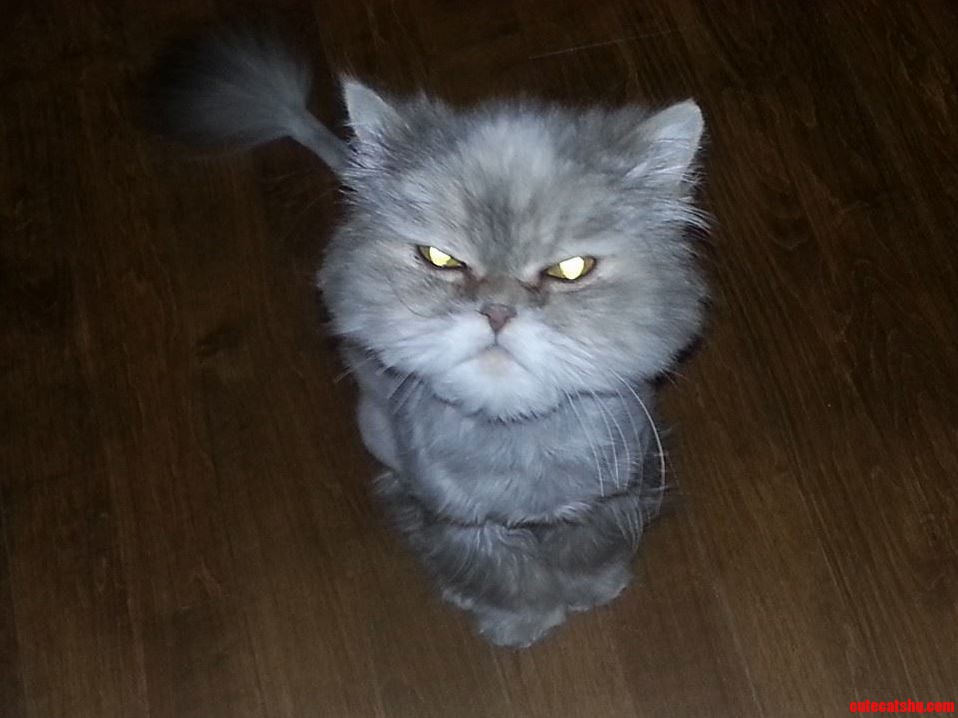 Meet Millie