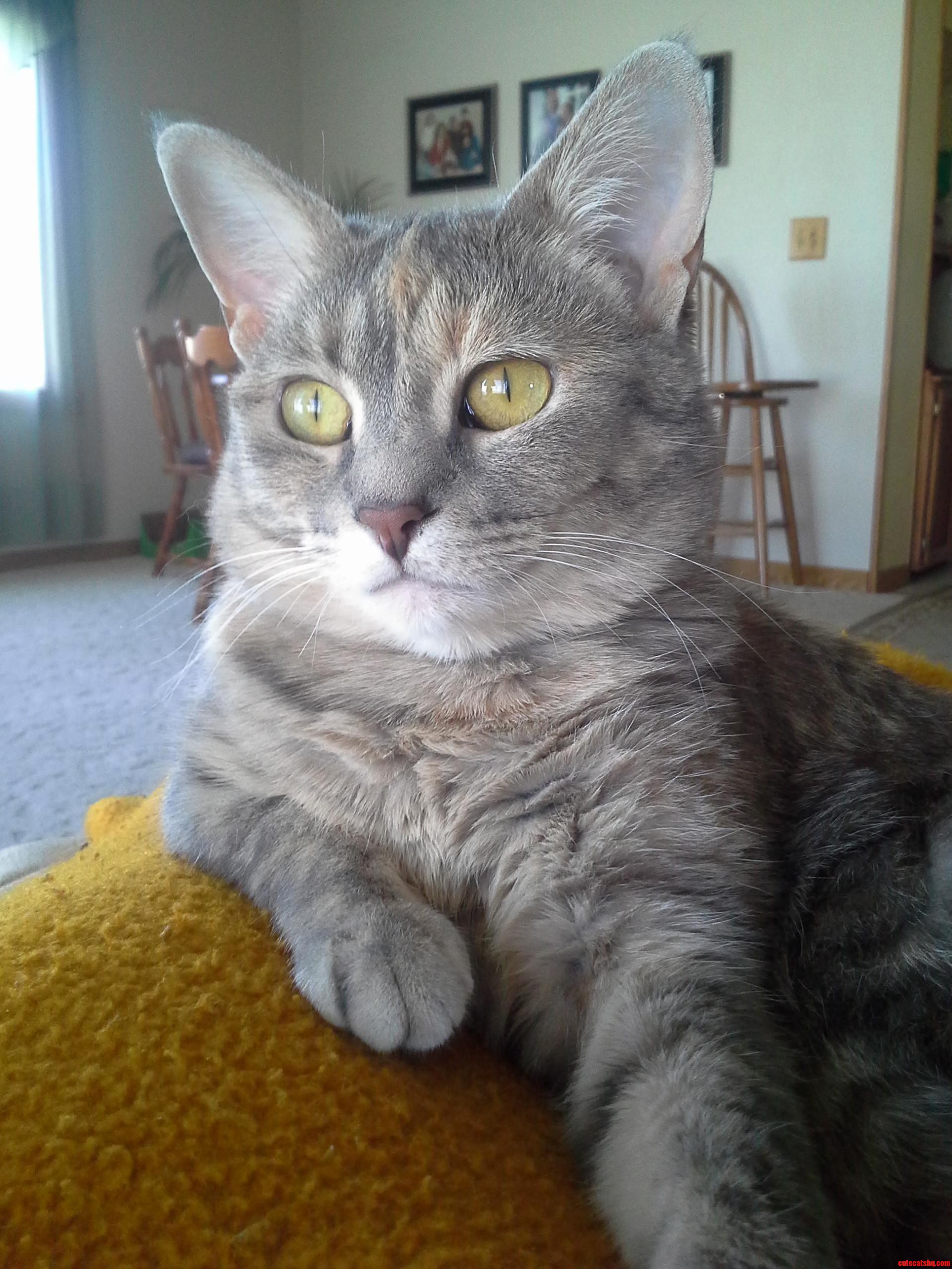 Meet Mitsy She Found Us a Year Ago and Its Been Love Ever Since